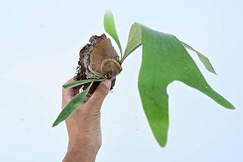 親株　ビカクシダ　オラモ　ORAMO veitchii コルク付 61S3D55DQVL._AC_SY200_QL15_.jpg